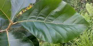 ತೇಗದ ಎಲೆ ಊಟದ ತಟ್ಟೆ ಆದ್ರೆ ?