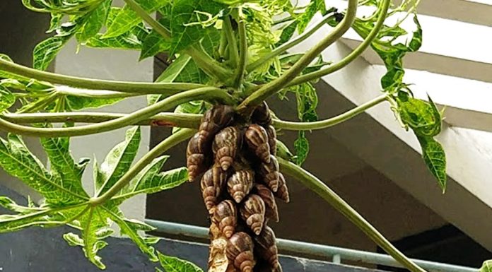 ಬಸವನಹುಳು ನಿಯಂತ್ರಿಸಲು ಪಪಾಯ ತಂತ್ರ !