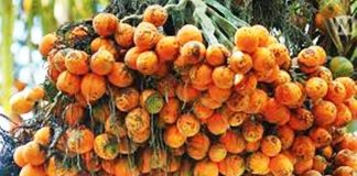 90 ವರ್ಷ ಹಿಂದೆ ವಿದೇಶಿ ಅಡಿಕೆ ಬಹಿಷ್ಕಾರ