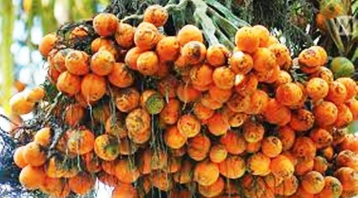 ನೆರೆಯ ಭೂತಾನ್ ದೇಶದಿಂದ ಅಡಕೆ, ಆತಂಕ ಬೇಡ: ಗೃಹ ಸಚಿವ ಆರಗ ಜ್ಞಾನೇಂದ್ರ