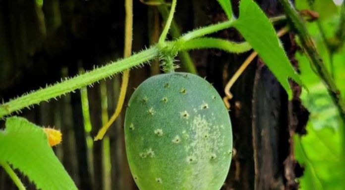 ಗ್ರಾಮೀಣ ದೀಪಾವಳಿಗೆ ಹಿಂಡ್ಲಿಕಾಯಿ ನಂಟು !