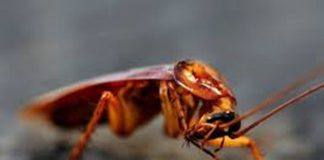 ಜಿರಳೆ ನಿಯಂತ್ರಣ ಮಾಡಲು ಪರಿಣಾಮಕಾರಿ ಮದ್ದು