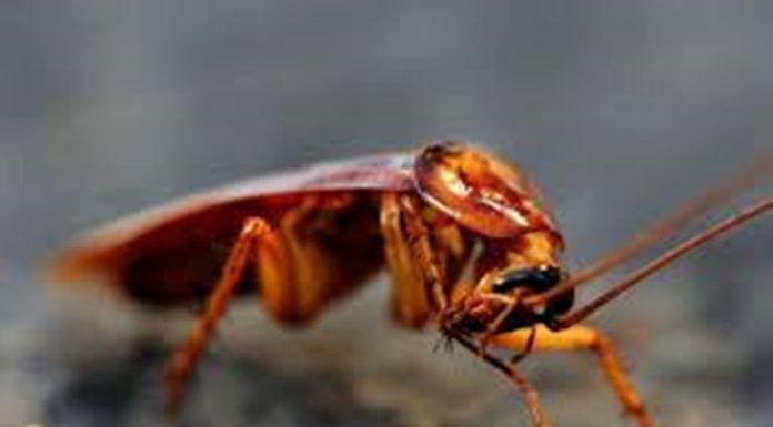 ಜಿರಳೆ ನಿಯಂತ್ರಣ ಮಾಡಲು ಪರಿಣಾಮಕಾರಿ ಮದ್ದು
