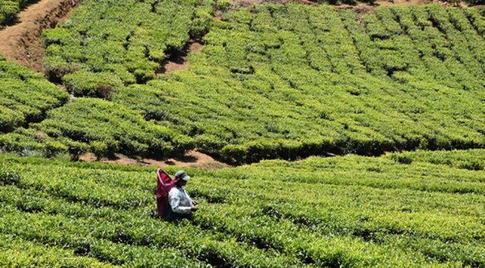 Sri Lankan tea severe yield decline