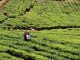 Sri Lankan tea severe yield decline