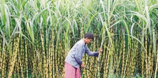 ಕಬ್ಬು ಬೆಳೆಗಾರರ ಸಮಸ್ಯೆಗಳಿಗೆ ಪರಿಹಾರಗಳಿವೆ !