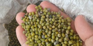 ಧಾನ್ಯಗಳಲ್ಲಿ ವಿಷಾಂಶ ಉತ್ಪತ್ತಿ ; ಎಚ್ಚರ ವಹಿಸಿ !