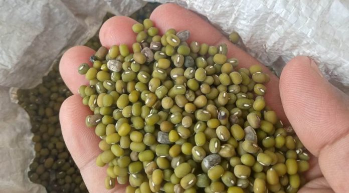 ಧಾನ್ಯಗಳಲ್ಲಿ ವಿಷಾಂಶ ಉತ್ಪತ್ತಿ ; ಎಚ್ಚರ ವಹಿಸಿ !