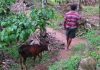 ಸಮಗ್ರಕೃಷಿ ಮತ್ತು ಪಾರಿಸಾರಿಕ ಮಹತ್ವ