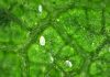 Management of Mites Infesting Mulberry