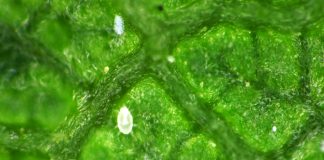 Management of Mites Infesting Mulberry