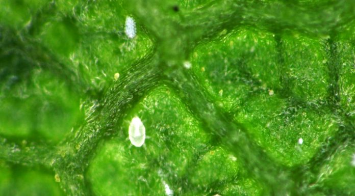 Management of Mites Infesting Mulberry