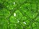 Management of Mites Infesting Mulberry