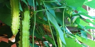 ನಿರ್ಲಕ್ಷಿತ ತರಕಾರಿ ರೆಕ್ಕೆ ಅವರೆ