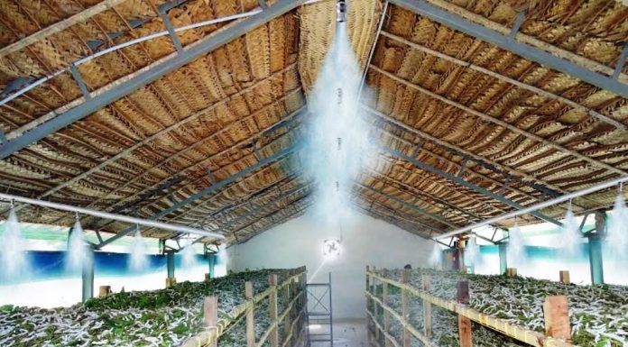 Seasonal management of silkworms