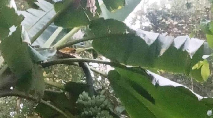 ಎಲ್ಲಿ ಹೋಯಿತು ಬೆಟ್ಟಬಾಳೆ !
