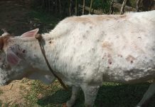 ಜಾನುವಾರು ಚರ್ಮ ಗಂಟುರೋಗ ಲಕ್ಷಣ, ಚಿಕಿತ್ಸೆ