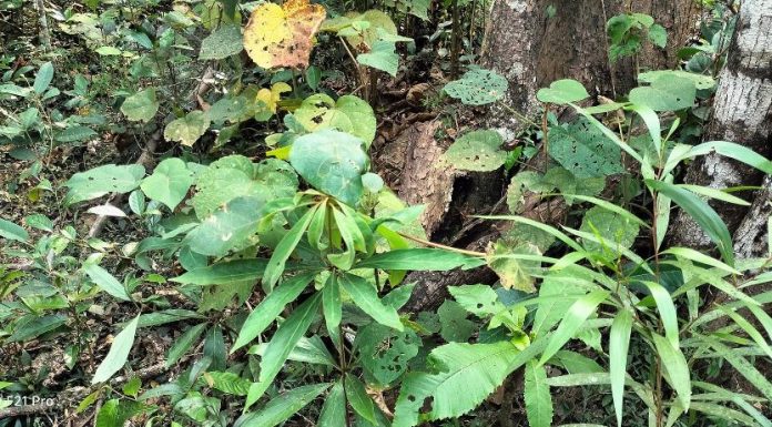ಸತ್ತಲ್ಲಿ ಹುಟ್ಟುವ ಸಂಭ್ರಮ