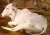 ಚಳಿಗಾಲದಲ್ಲಿ ಸಿಡಿಗಾಲು ತೊಂದರೆ ಅಧಿಕ !