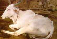 ಚಳಿಗಾಲದಲ್ಲಿ ಸಿಡಿಗಾಲು ತೊಂದರೆ ಅಧಿಕ !
