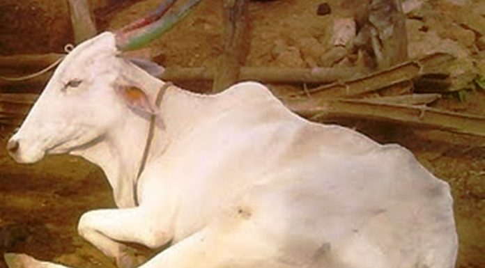 ಚಳಿಗಾಲದಲ್ಲಿ ಸಿಡಿಗಾಲು ತೊಂದರೆ ಅಧಿಕ !