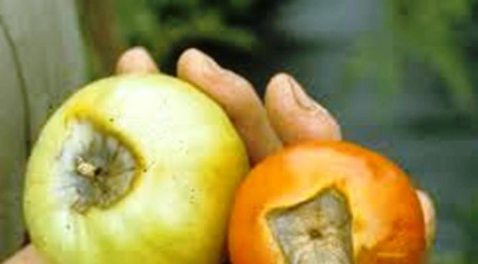 ಟೊಮ್ಯಾಟೋ ಸಮಗ್ರ ರೋಗ ನಿರ್ವಹಣೆ