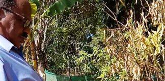 ತೋಟಗಾರಿಕೆಯಲ್ಲಿ ಹೆಚ್ಚು ಫಸಲು ಪಡೆಯಬೇಕೇ ? ಈ ವಿಧಾನ ಅನುಸರಿಸಿ