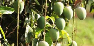 ನೀವೂ ಮಾವಿನ ಮರ ದತ್ತು ತೆಗೆದುಕೊಳ್ಳಿ !