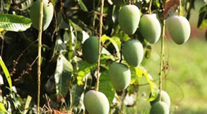 ನೀವೂ ಮಾವಿನ ಮರ ದತ್ತು ತೆಗೆದುಕೊಳ್ಳಿ !