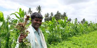 ಅಕ್ಕಡಿ ಸಾಲು ವೈವಿಧ್ಯತೆಯ ಸಂಸ್ಕೃತಿ