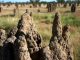 Wonderful termite architecture