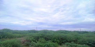 ಜಾಲಿಮರ ತೆಗೆದು ಮಿಯಾವಾಕಿ ಮಾದರಿ ಕಿರು ಅರಣ್ಯ ನಿರ್ಮಾಣ