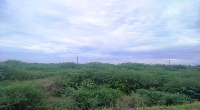 ಜಾಲಿಮರ ತೆಗೆದು ಮಿಯಾವಾಕಿ ಮಾದರಿ ಕಿರು ಅರಣ್ಯ ನಿರ್ಮಾಣ