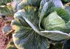ಎಲೆಕೋಸುವಿನಲ್ಲಿ ಕಪ್ಪು ಕೊಳೆ ರೋಗದ ಲಕ್ಷಣಗಳು ಮತ್ತು ಸಮಗ್ರ ನಿರ್ವಹಣೆ