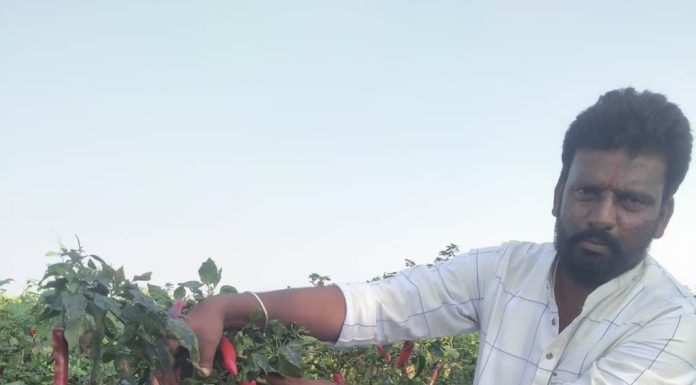 ಕೊಳೆರೋಗ ತಡೆಗೆ ಕಂಟ್ರೋಲ್, ಸಿರಿ, ಕೀಟಬಾಧೆ ತಡೆಗೆ ಸ್ಟಿಕ್ಕಿ ಟ್ರಾಪ್ಸ್ !