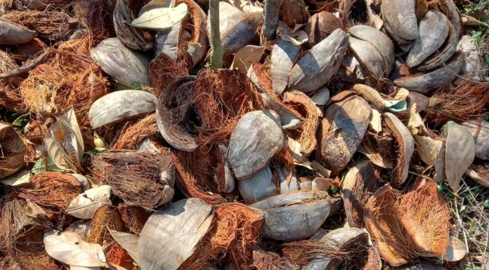 ತೆಂಗಿನ ಜುಂಗಿನಿಂದ ಅಪಾರ ಪ್ರಯೋಜನಗಳಿವೆ