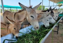 ಕತ್ತೆ ಹಾಲು: ಅಮೃತಕ್ಕೆ ಸಮಾನವೇ ?
