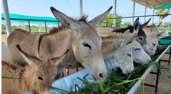 ಕತ್ತೆ ಹಾಲು: ಅಮೃತಕ್ಕೆ ಸಮಾನವೇ ?
