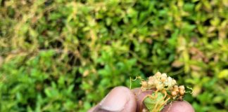 ನಿಸರ್ಗದ ಆಟವೇ ಸೋಜಿಗ !