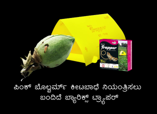 ಪಿಂಕ್ ಬೊಲ್ವರ್ಮ್ ಕೀಟಬಾಧೆ ನಿಯಂತ್ರಿಸಲು ಬಂದಿದೆ ಬ್ಯಾರಿಕ್ಸ್ ಟ್ರ್ಯಾಪರ್