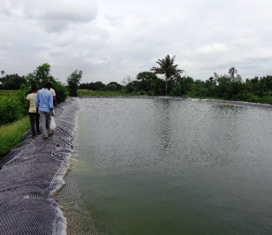 ನೀರು ಸಂಗ್ರಹಣಾ ಕೊಳಗಳಲ್ಲಿ ಮೀನು ಮರಿ ಸಾಕಣೆ