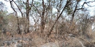 ಕಾರಾಳುಗಳಿಗಿಂತ ಕಾಲಾಳು ಕಾಡಿಗೆ ಬೇಕು