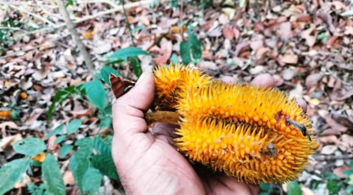 ಹಣ್ಣಿನ ಮರದಡಿಯ ಜ್ಞಾನ