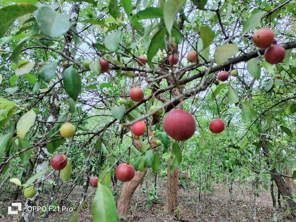 ಹಣ್ಣಿನ ಮರದಡಿಯ ಜ್ಞಾನ - Agriculture India