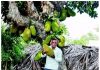 ಪುರಾತನ ಹಲಸು ತಾಯಿಮರಗಳಿಗೆ ಪುನರುಜ್ಜೀವನ ಬೇಕಿದೆ