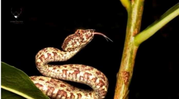 ಮಲೆನಾಡಿನ ಮಳೆಗಾಲದ ಅತಿಥಿಗಳು