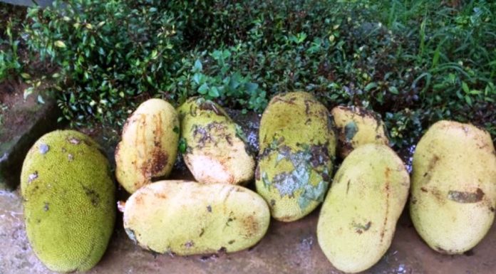 ಹಲಸಿನ ಬಗ್ಗೆ ಹಲವು ನೆನಪು