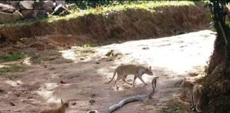 ಹಾವೂ ಬದುಕಿತು,ನಾನೂ ಬದುಕಿ ಉಳಿದೆ