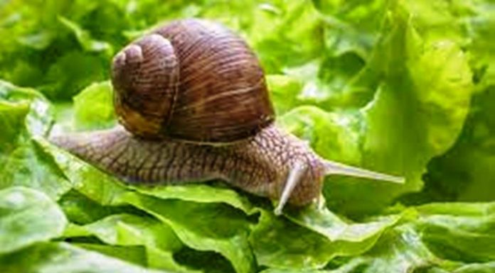 ಬೆಳೆಗಳಿಗೆ ಬಸವನಹುಳು ಬಾಧೆ ; ನಿಯಂತ್ರಣ