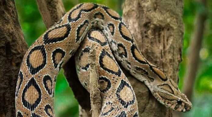 ನೋಡಲು ಸುಂದರ ಪರಿಣಾಮ ಭೀಕರ